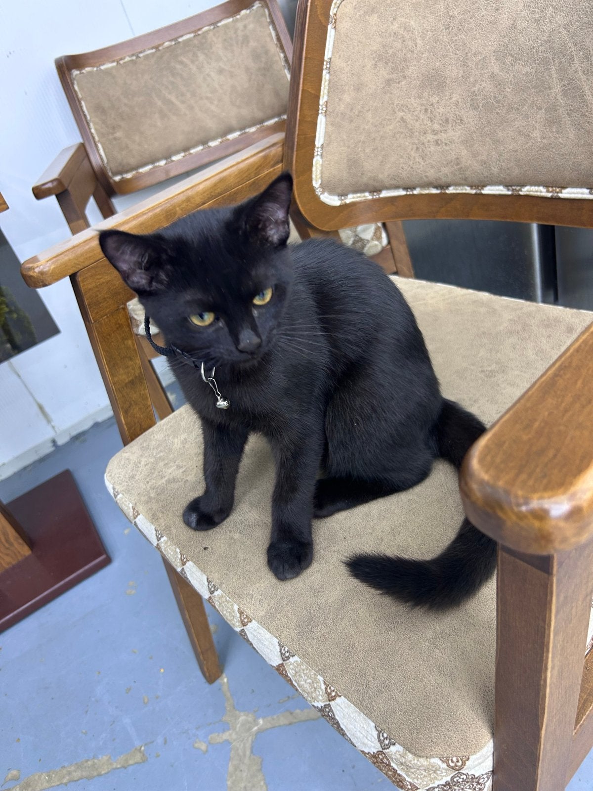 Drie hele lieve katers., Dieren en Toebehoren, Kater, Kortharig, 0 tot 2 jaar