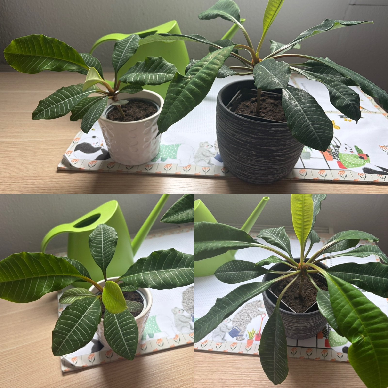 Madagascar jewel, Huis en Inrichting, Kamerplanten, Ophalen, Overige soorten, Halfschaduw, Minder dan 100 cm