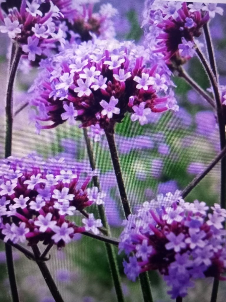 Verbena bonariensis (IJzerhard), Overige soorten, Volle zon, Vaste plant, Ophalen of Verzenden