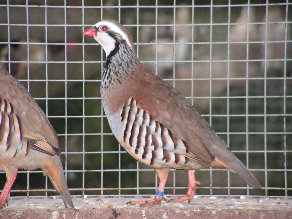 Verschillende patrijzen | Passend advies, Meerdere dieren, Overige soorten