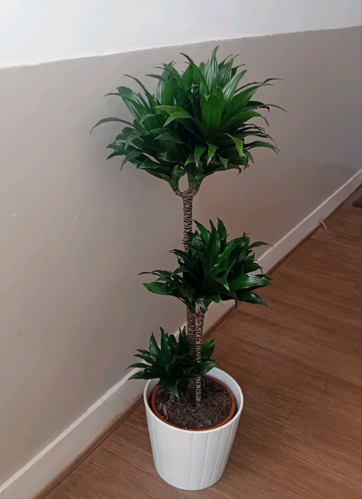 Kamerplant incl pot 100cm  Heel weinig licht nodig, Huis en Inrichting, Kamerplanten, Ophalen, 100 tot 150 cm, Overige soorten