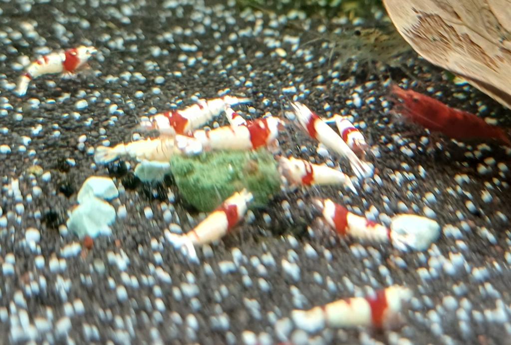 Hobbyaquarium  Crystal red garnalen Zondag 12/17uur, Dieren en Toebehoren, Vissen | Aquariumvissen, Kreeft, Krab of Garnaal, Zoetwatervis