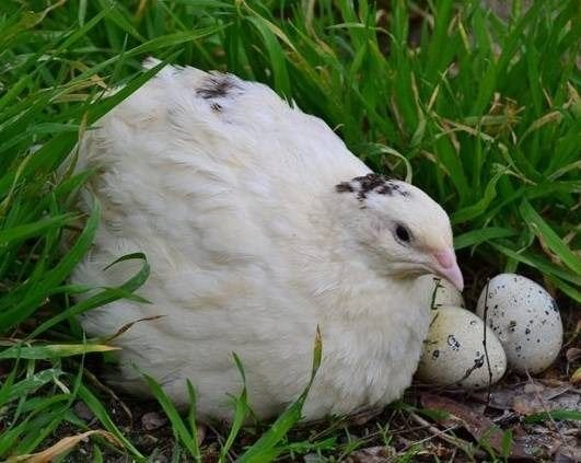 Jumbokwartels wit en rood, Dieren en Toebehoren, Pluimvee, Meerdere dieren, Overige soorten