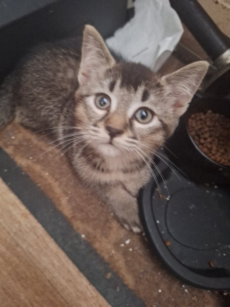 2 Kittens, 2 broertjes samen te koop, Kater, 0 tot 2 jaar