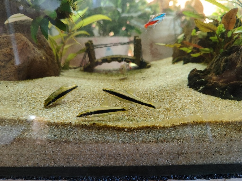 3 jonge Siamese algeneters - samen €5, Vis, Zoetwatervis