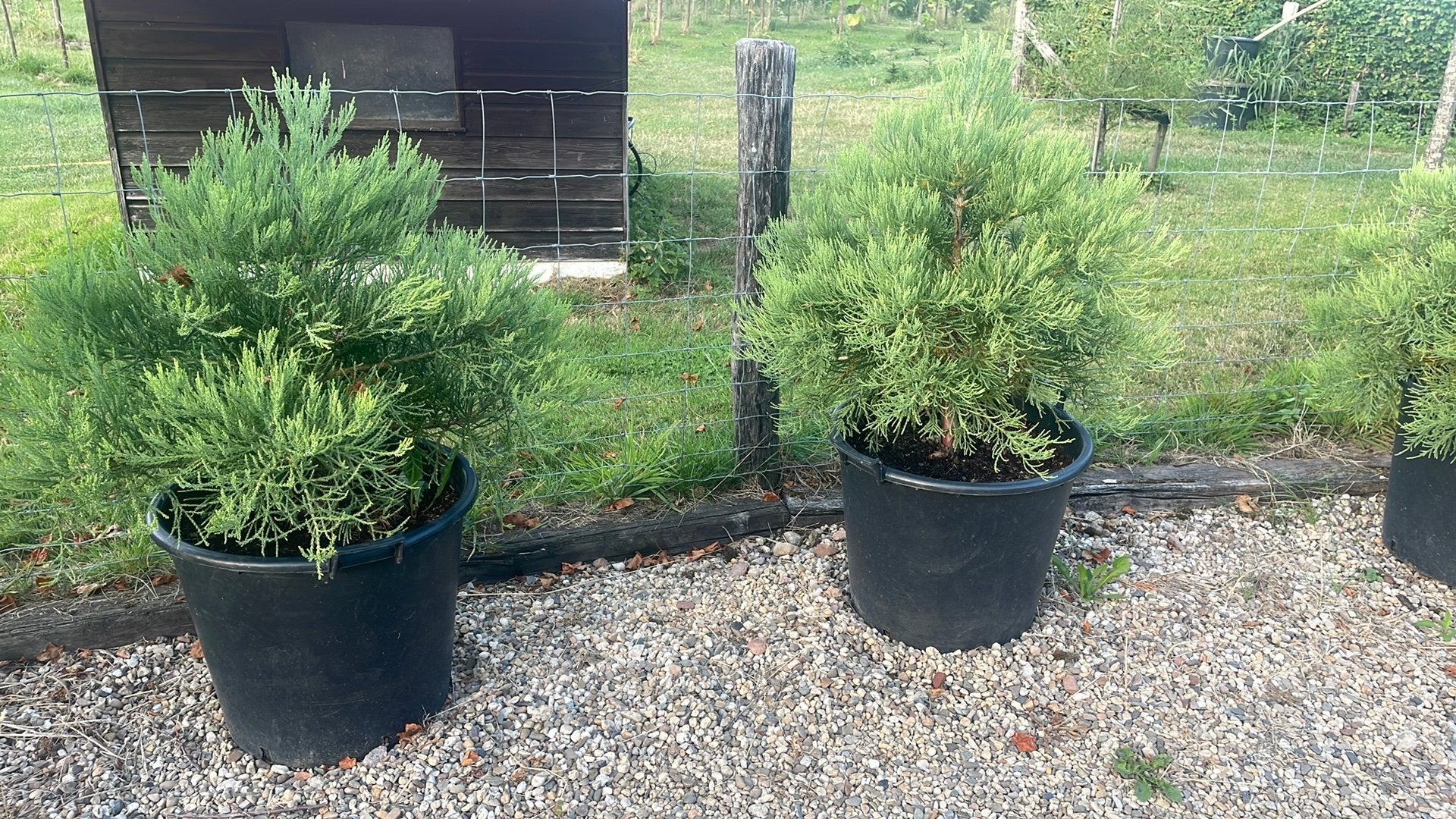 Mammoetboom, Overige soorten, 100 tot 250 cm, Zomer, Ophalen