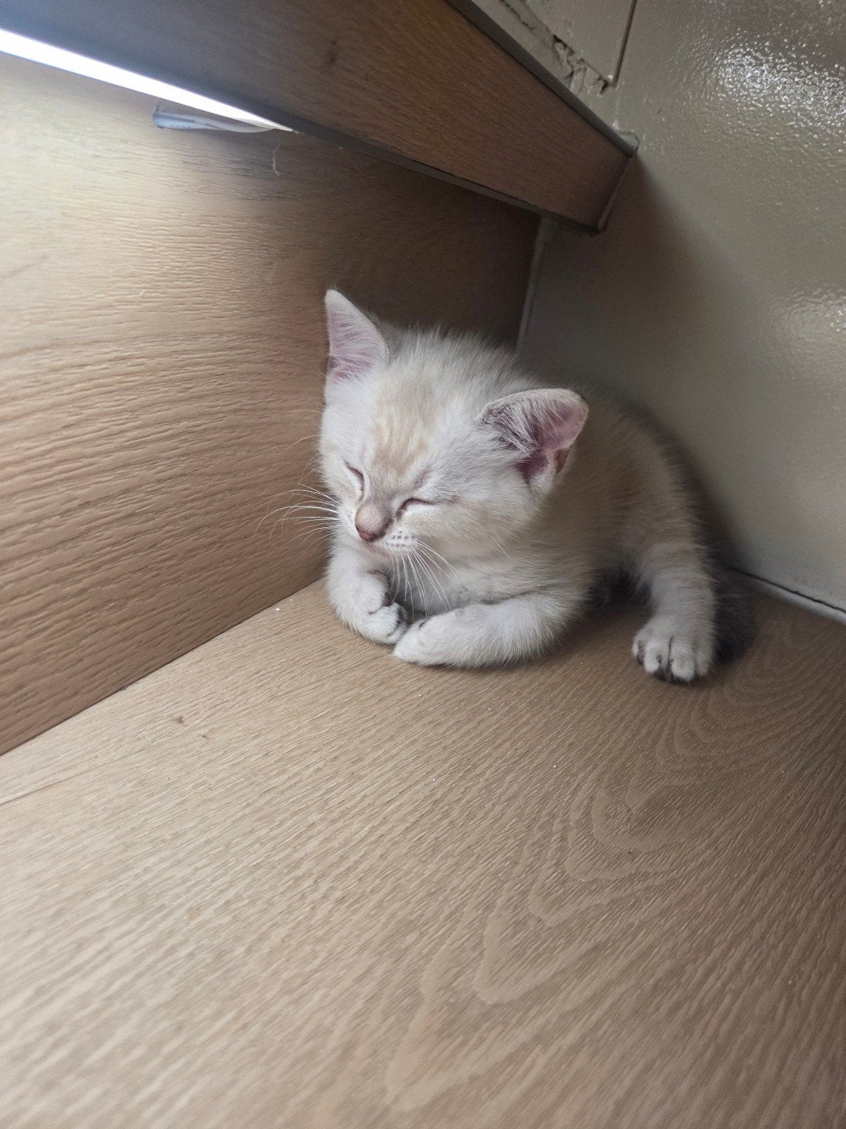 Ragdoll kittens €500 per stuk, Dieren en Toebehoren, Katten en Kittens | Raskatten | Langhaar, Meerdere dieren, Gechipt
