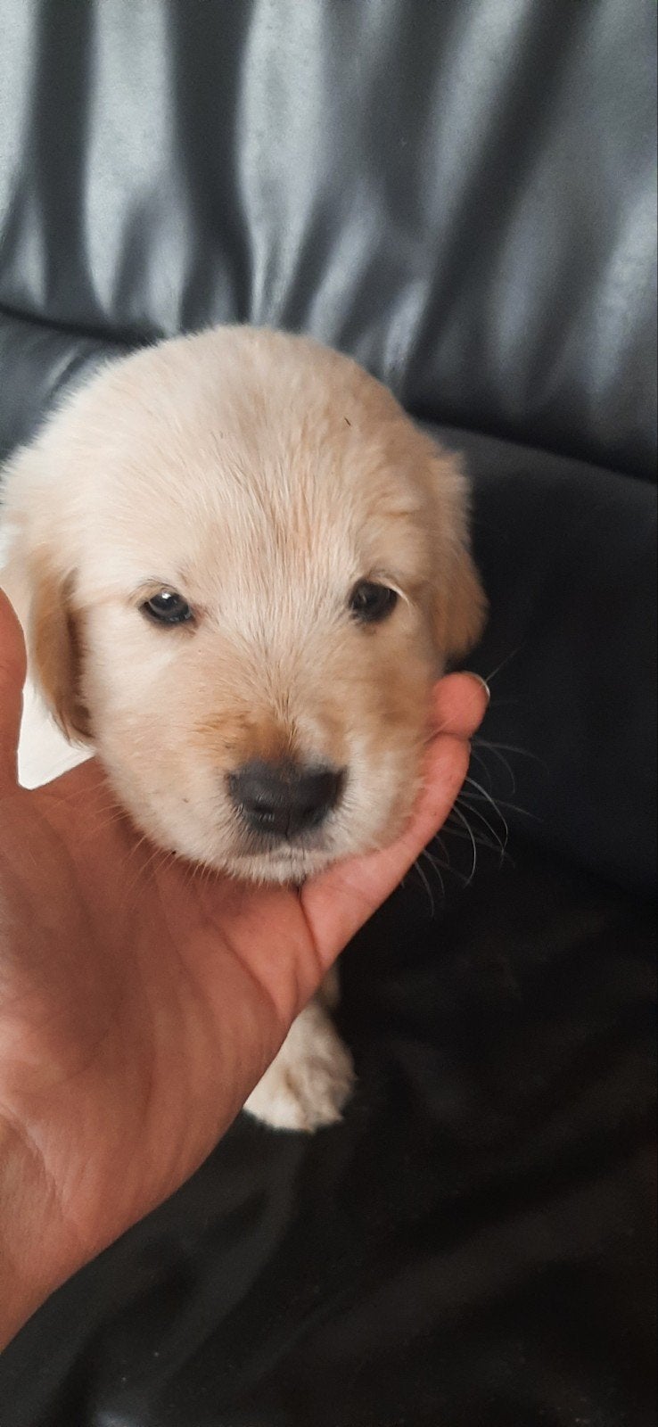 1x reu 1x teef golden retriever labrador mix puppies t.k€700, Golden retriever, Parvo, 8 tot 15 weken, Meerdere