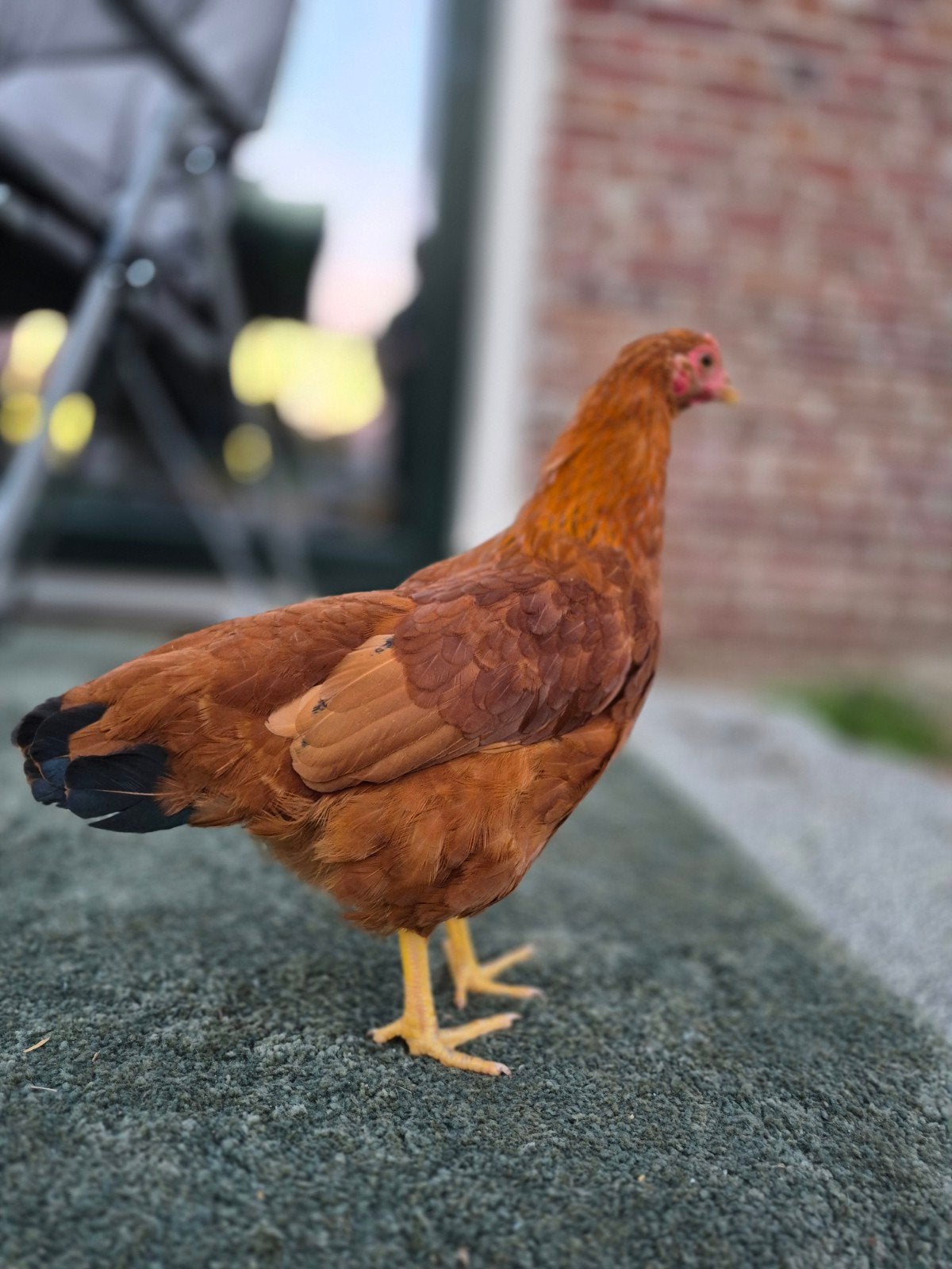 new hampshire kriel hen, Vrouwelijk, Kip
