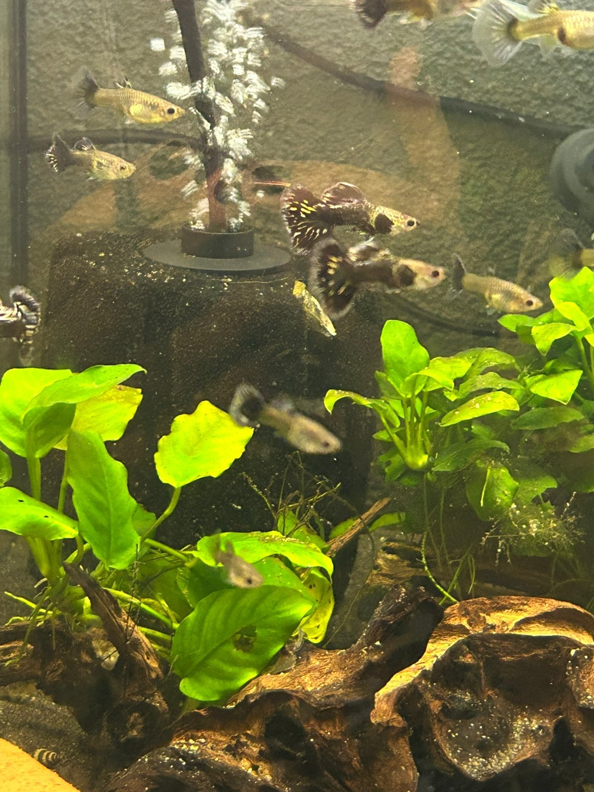 Blue dragon halfmoon gup 5 voor €20, Dieren en Toebehoren, Vis