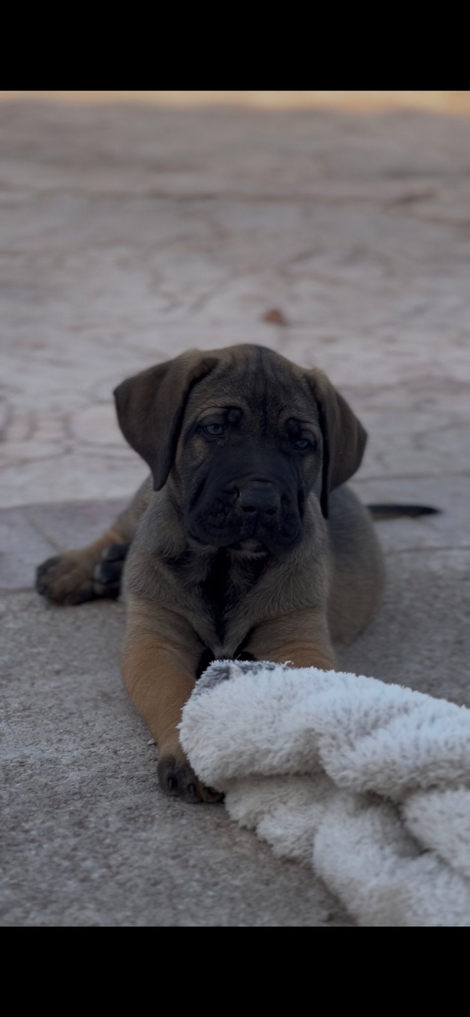 Presa canario pup klaar om te reizen, Overige rassen, 8 tot 15 weken, Teef, Meerdere