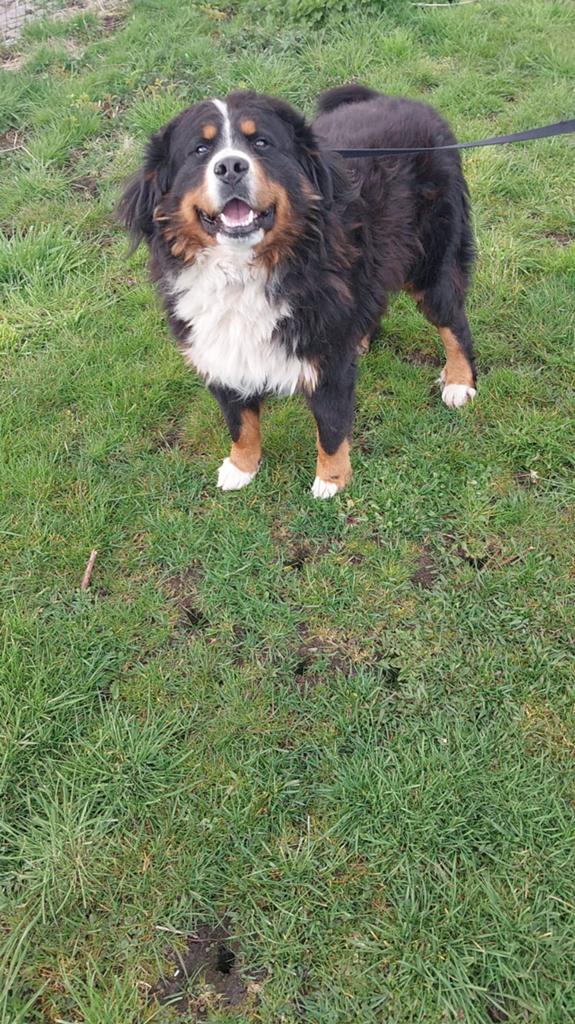 Mooie jonge Berner Sennenhond, Parvo, Reu, Sennenhond, Eén hond