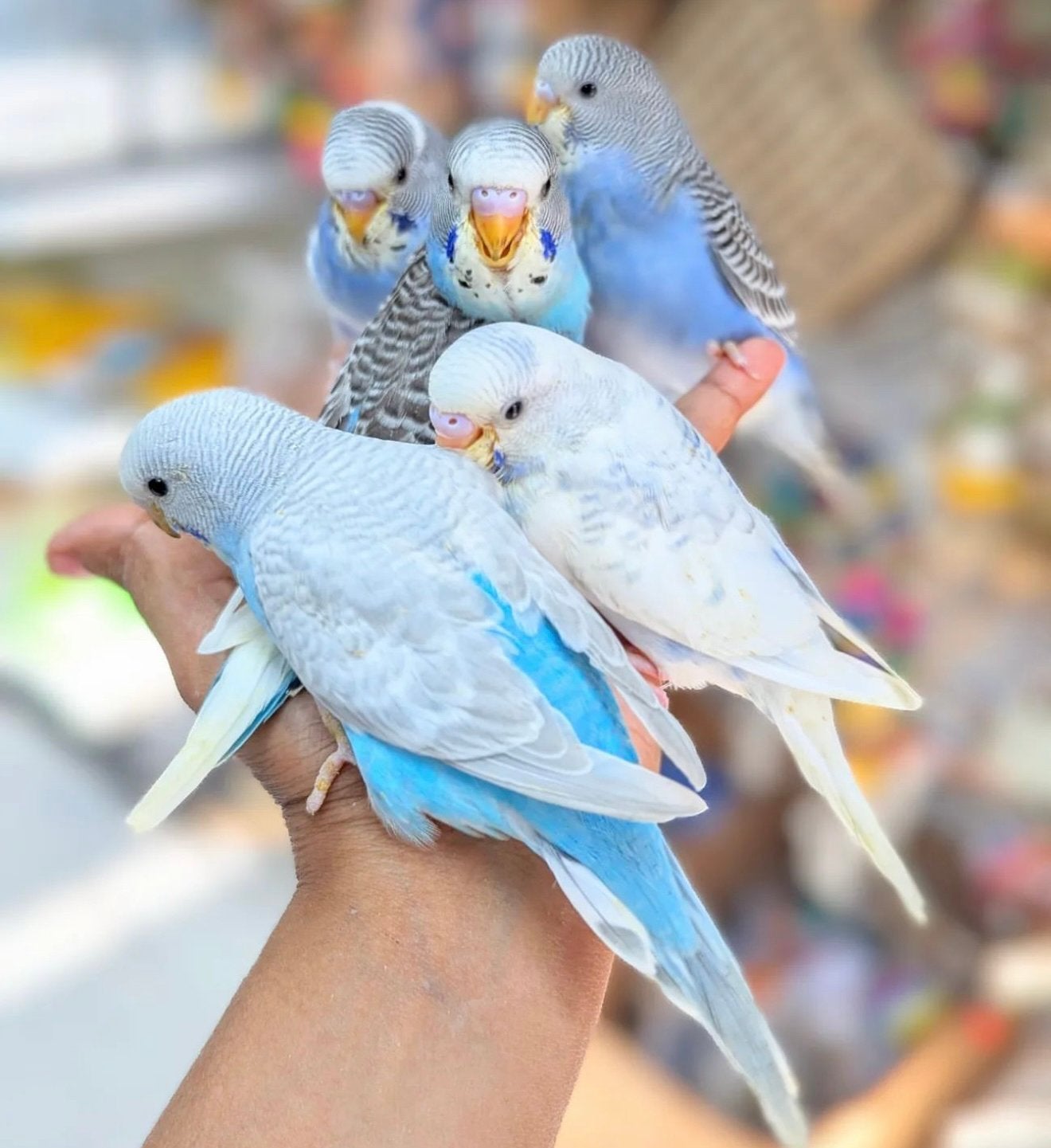 puppy parkietjes, Meerdere dieren, Parkiet, Pratend