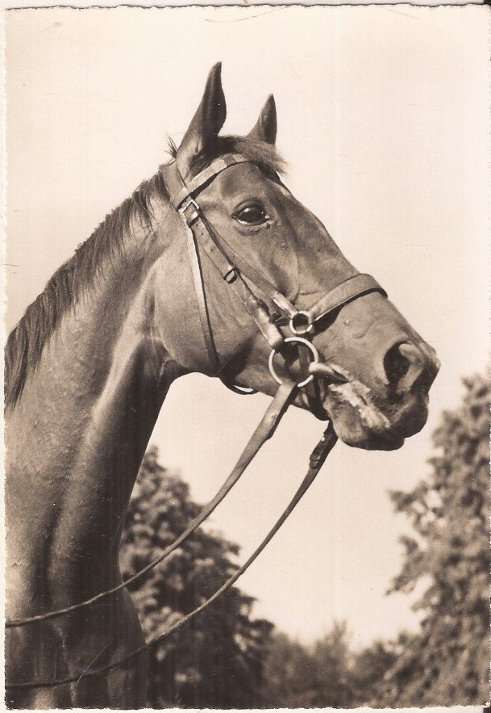 Paardenhoofd 50/60er jaren Uitg. Beringer & Pampaluchi, Ophalen of Verzenden, 1960 tot 1980, Ongelopen, Paard