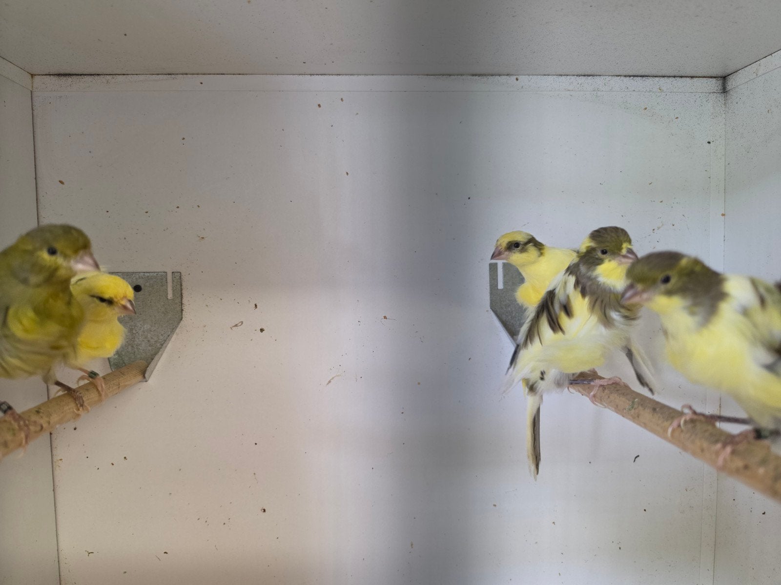 2-3 Noord Hollandse frisse kanaries, Meerdere dieren, Kleurkanarie