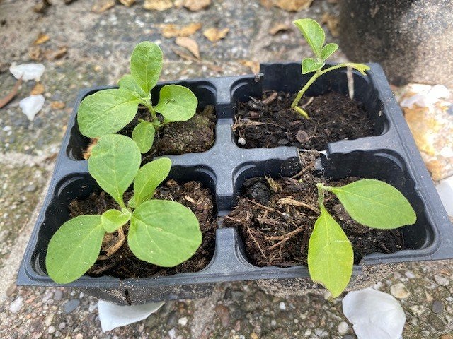 Indiase ginseng kiemplantjes, Tuin en Terras, Planten | Tuinplanten, Vaste plant, Kruiden, Volle zon, Ophalen