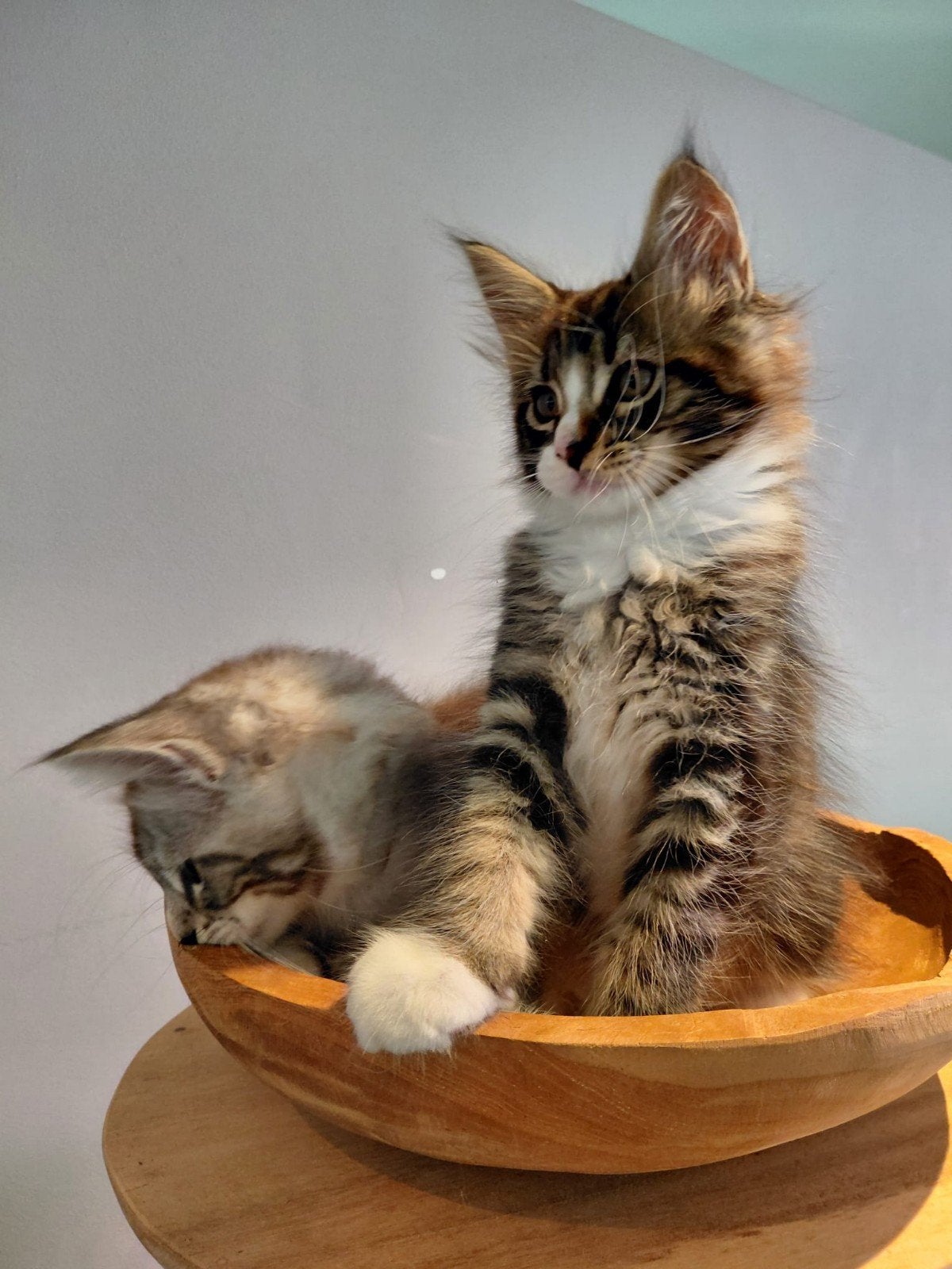 maine coon kitten, Kater, Langharig, 0 tot 2 jaar