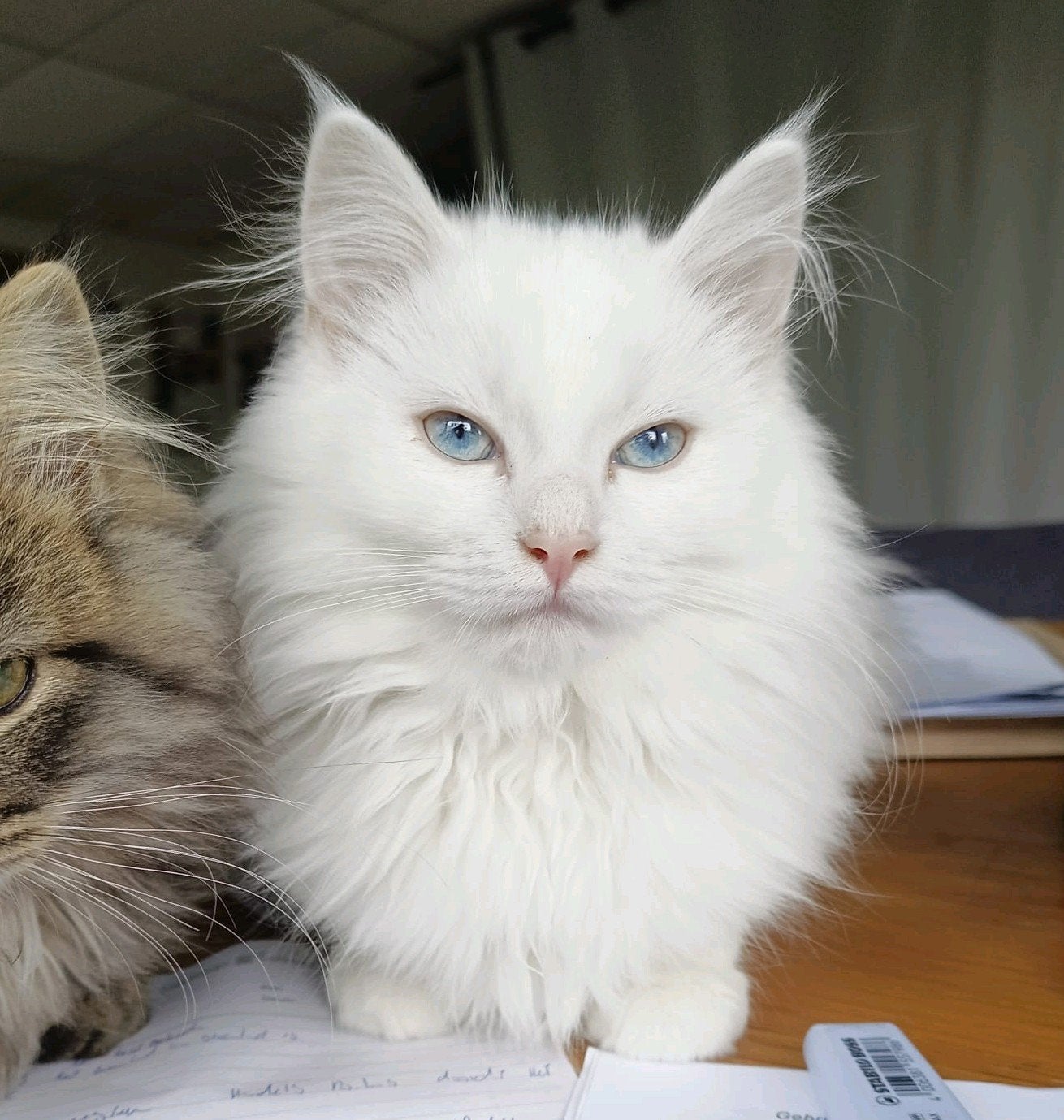 Prachtige kater Pers/Noorse boskat, Dieren en Toebehoren, Katten en Kittens | Raskatten | Langhaar, Kater, Ontwormd, 0 tot 2 jaar