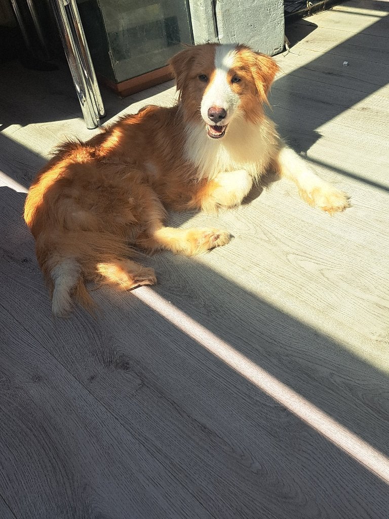 Aussie herder zoekt een goede baasje, Dieren en Toebehoren, Honden | Herdershonden en Veedrijvers, België, Particulier, CDV (hondenziekte)