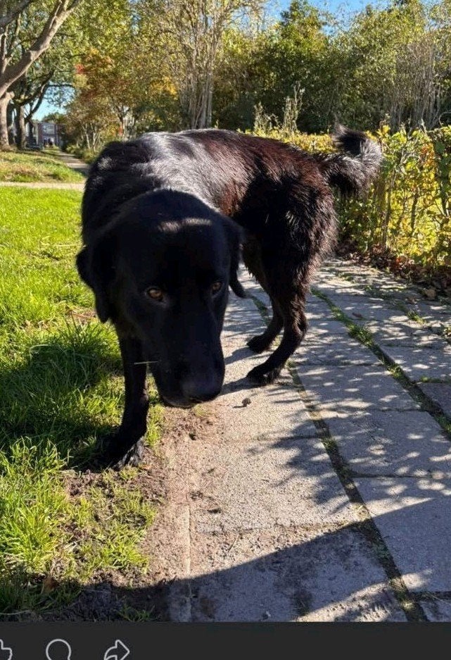 pups verwacht, 8 tot 15 weken, Meerdere, Meerdere dieren, CDV (hondenziekte)