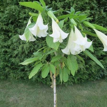 3 stuks Brugmansia Engelentrompet  geel en wit > 1meter hoog, Overige soorten, Volle zon, Vaste plant, Ophalen of Verzenden