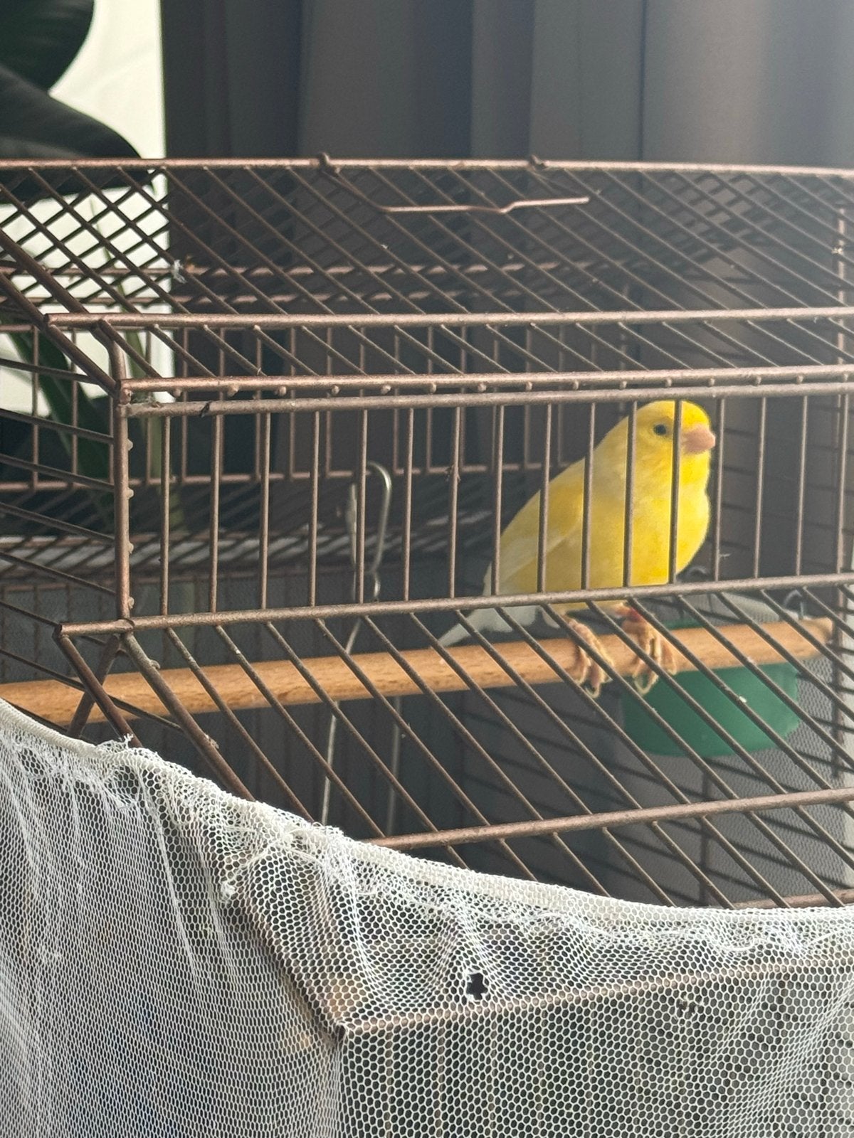 Kanari met kooi, Mannelijk, Zangkanarie