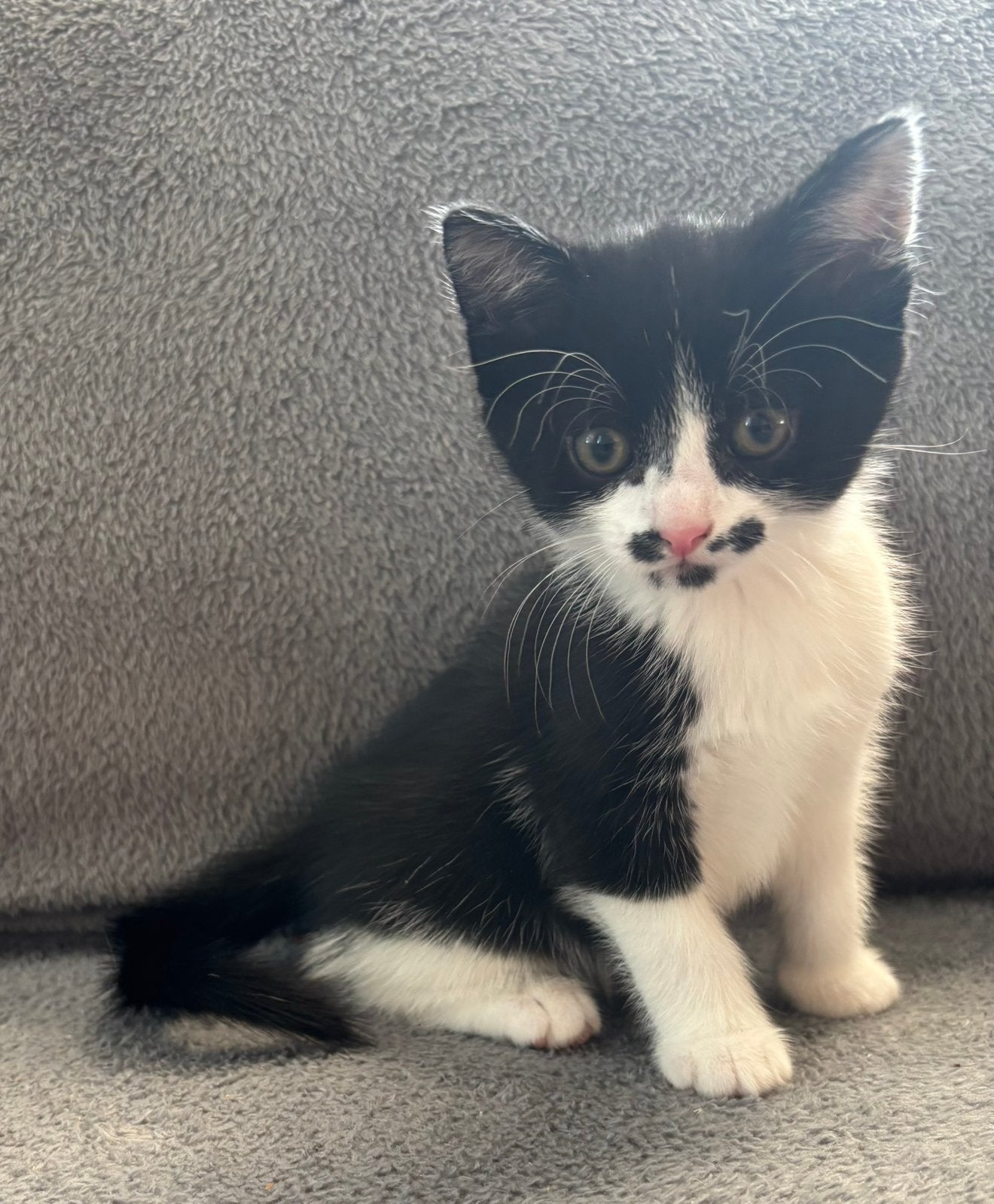 Super lieve en mooie kittens te koop – mannetjes/vrouwtje, Meerdere dieren, 0 tot 2 jaar