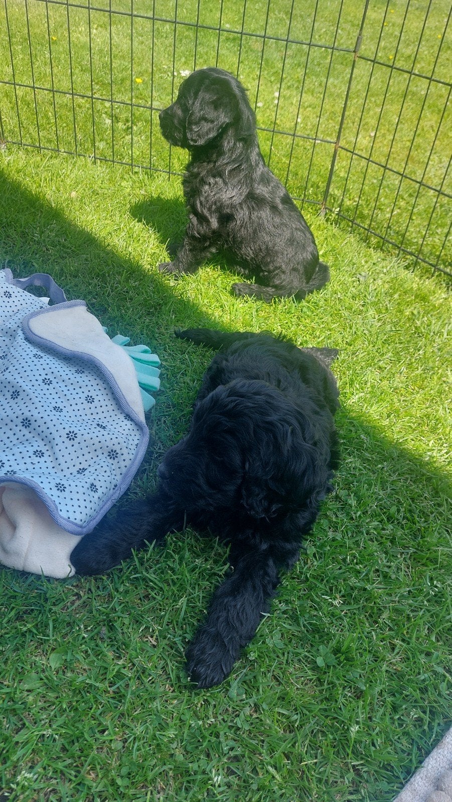 Labradoodle puppie's Reutjes en Teefjes Beschikbaar, Parvo, 8 tot 15 weken, Meerdere, Meerdere dieren