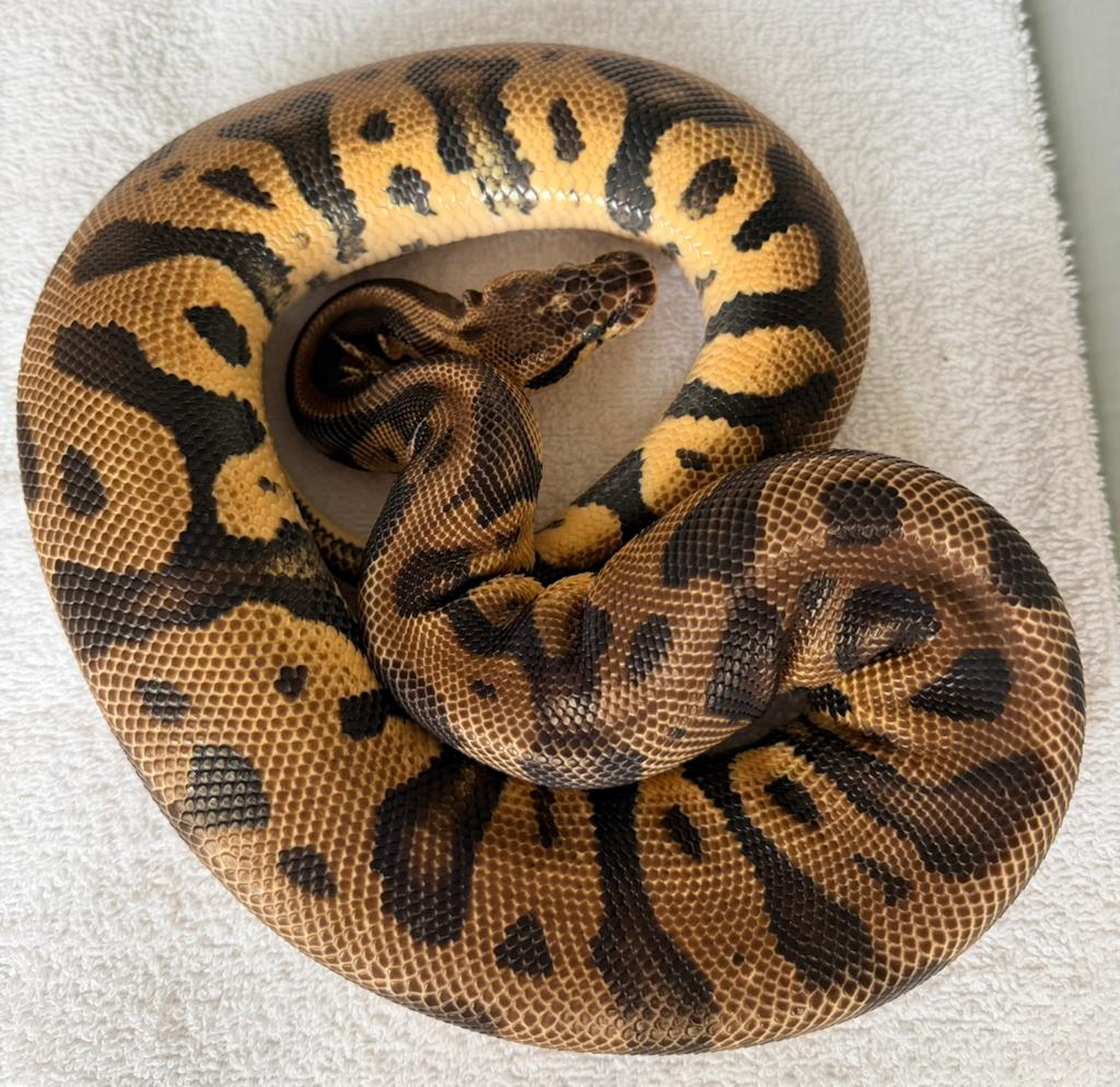 Ballpython 0.1, Dieren en Toebehoren, Slang, 3 tot 6 jaar