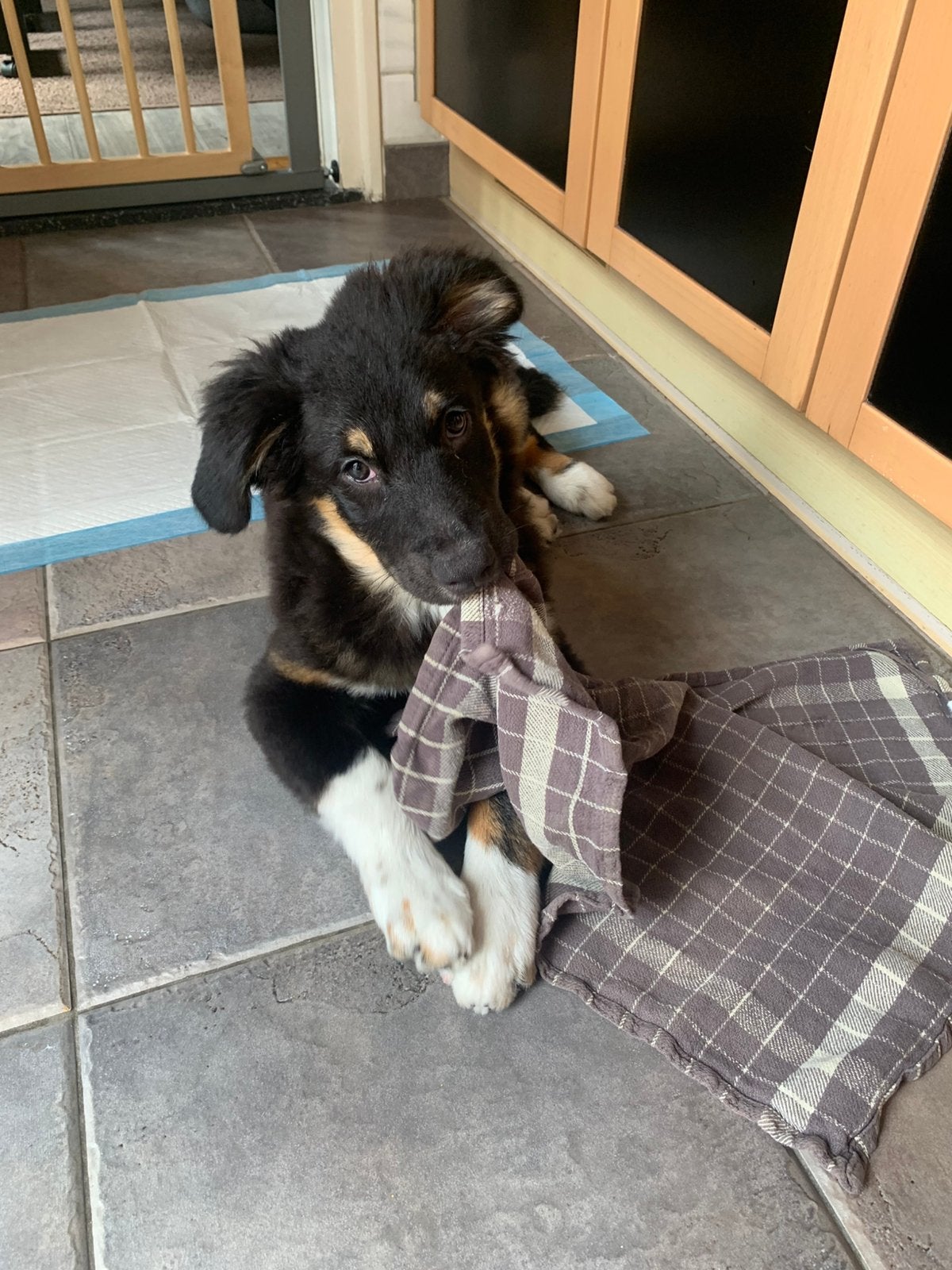 Australian shepherd pup, Dieren en Toebehoren, Honden | Herdershonden en Veedrijvers, 15 weken tot 1 jaar, Parvo, Eén hond, Nederland