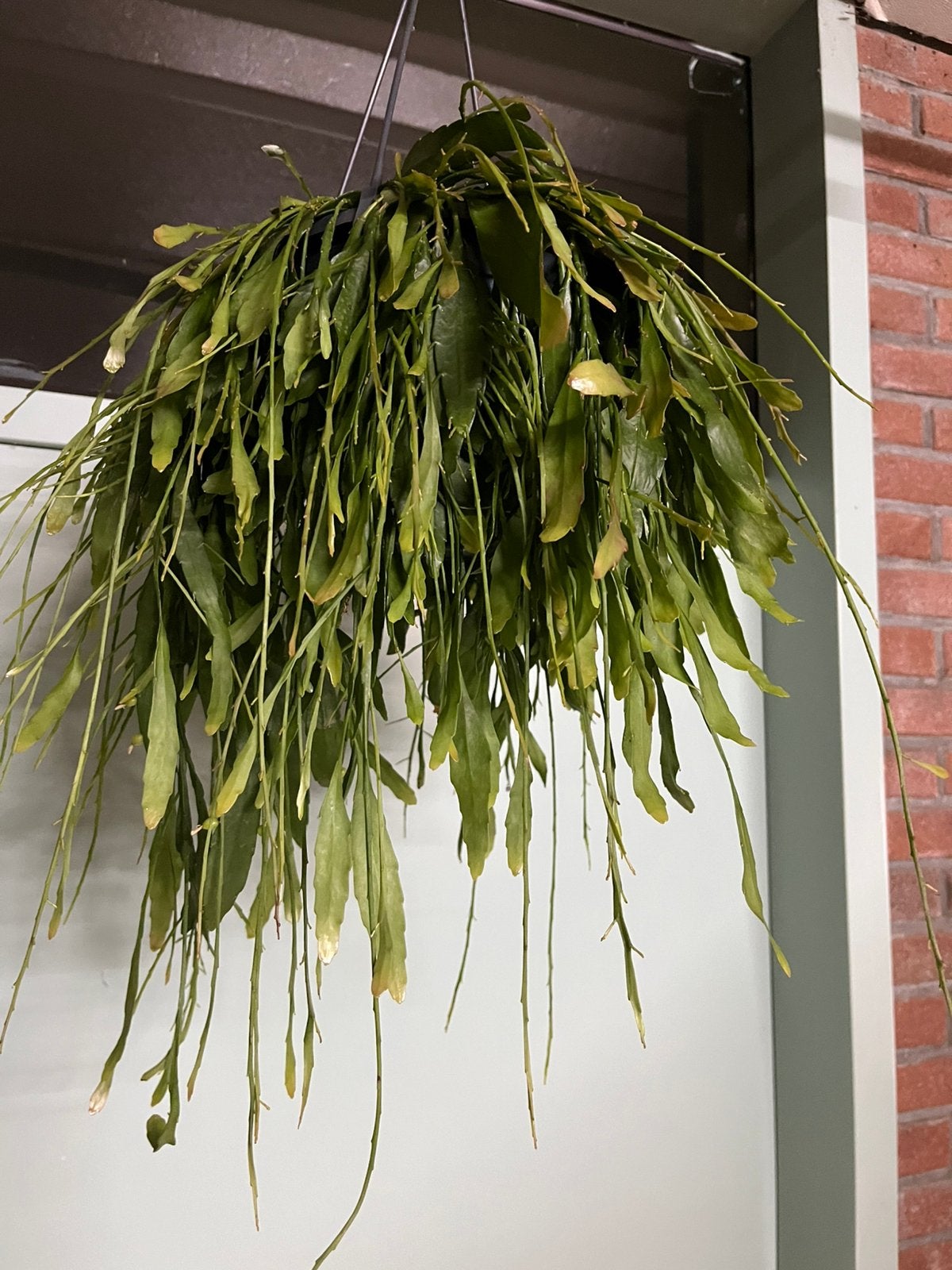 Pseudorhipsalis ramulosa ‘Red Coral’, Ophalen of Verzenden, Halfschaduw, Minder dan 100 cm