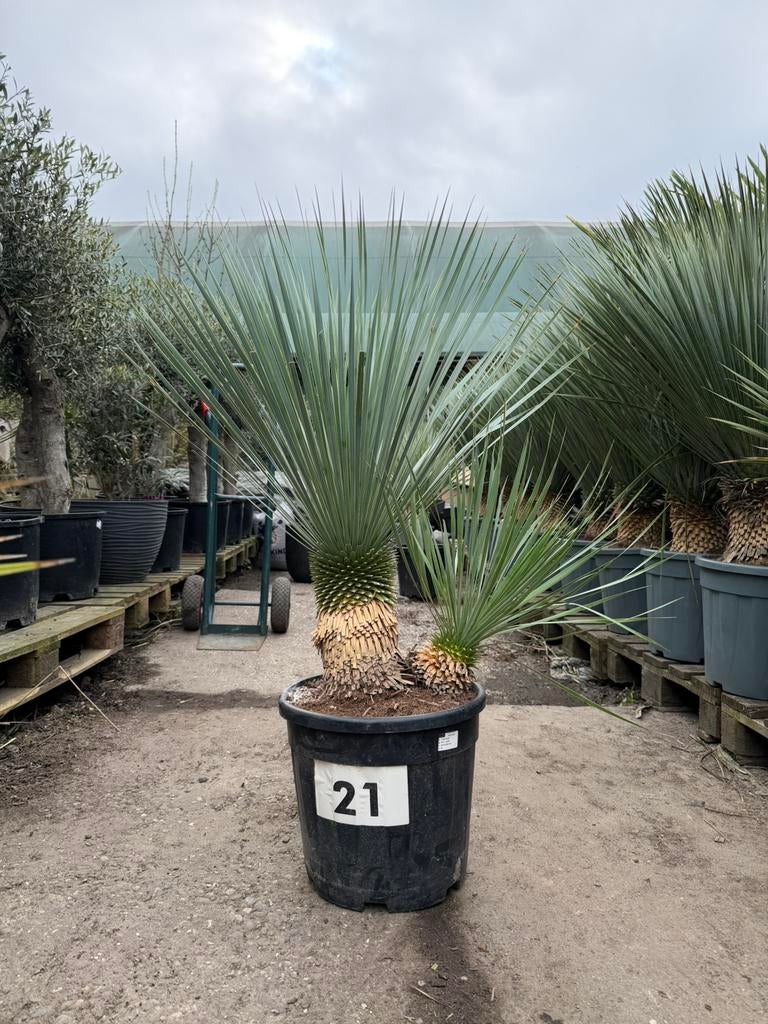 Yucca rostrata dubbelstam, Tuin en Terras, Planten | Tuinplanten, Overige soorten, Volle zon, Ophalen of Verzenden