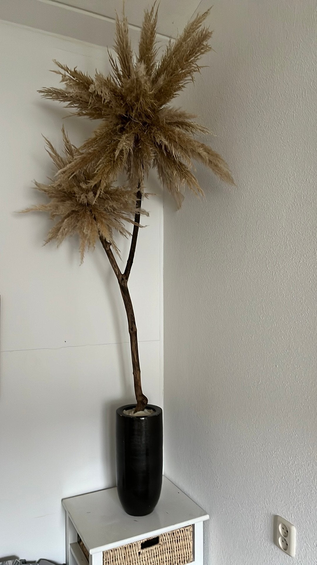 Pampasboom, Ophalen, Zo goed als nieuw
