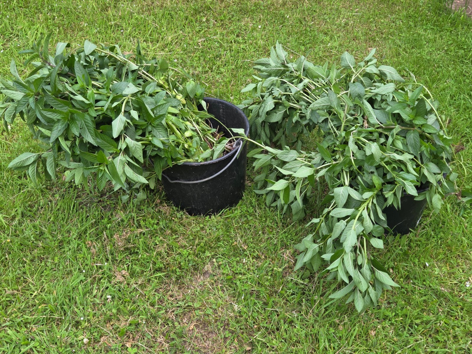 Muntplant waarschijnlijk pepermuntplant wortelstok woekeren), Ophalen, Volle zon, Vaste plant, Kruiden