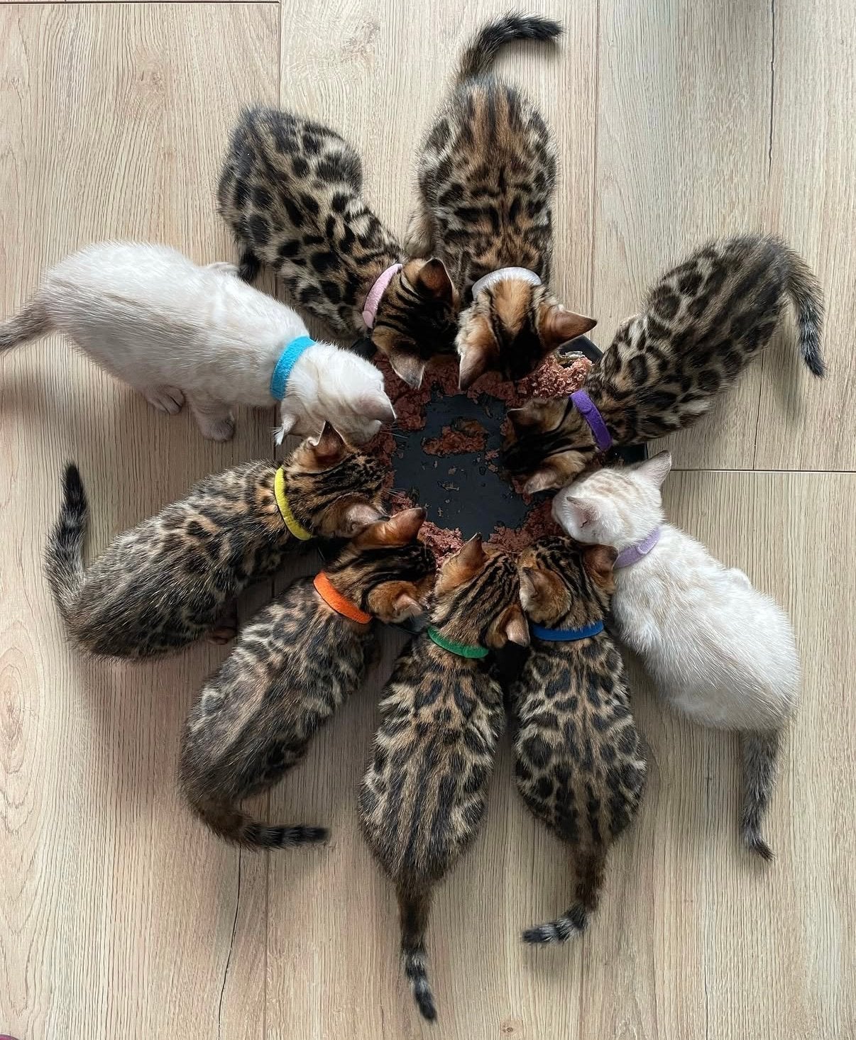 Laatste bengaalse kitten - bengalen met  stamboom