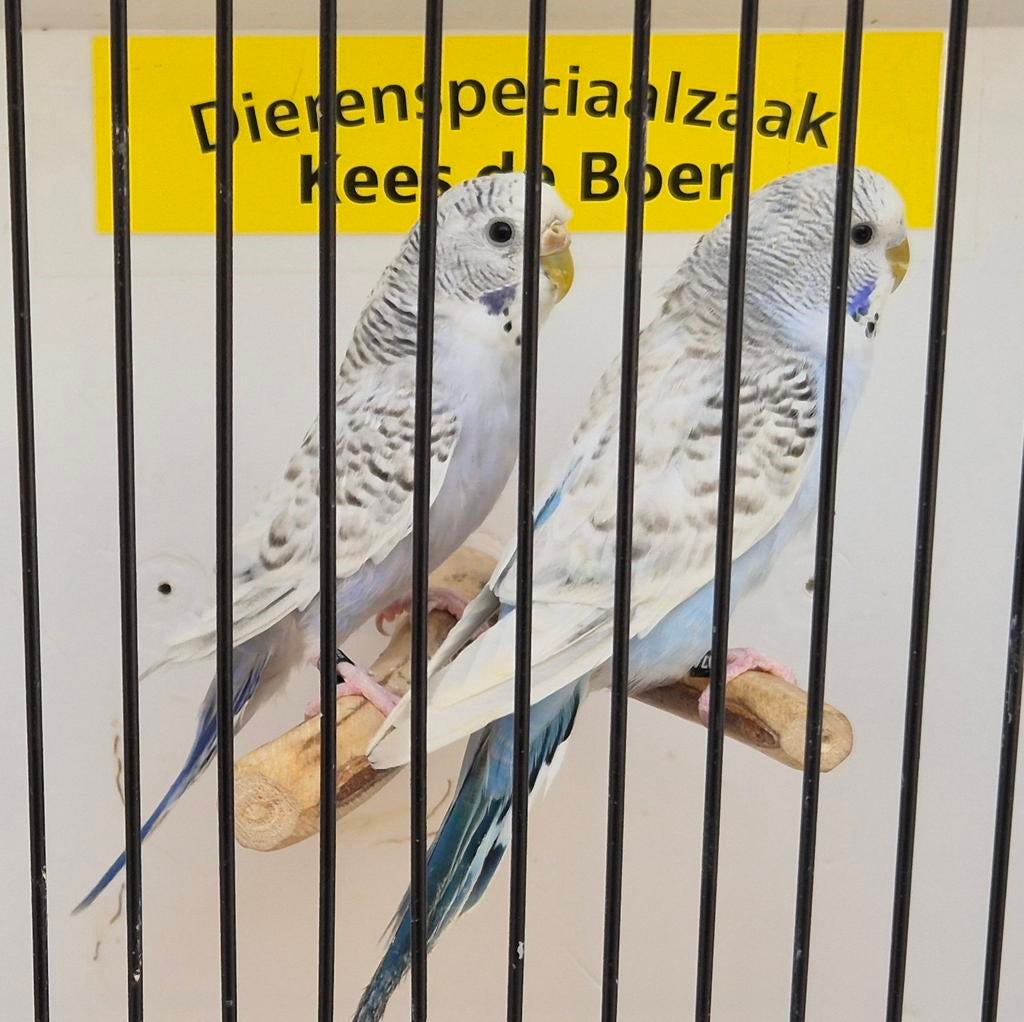 Koppeltje clearbody grasparkieten, Dieren en Toebehoren, Vogels | Parkieten en Papegaaien, Meerdere dieren, Parkiet, Geringd