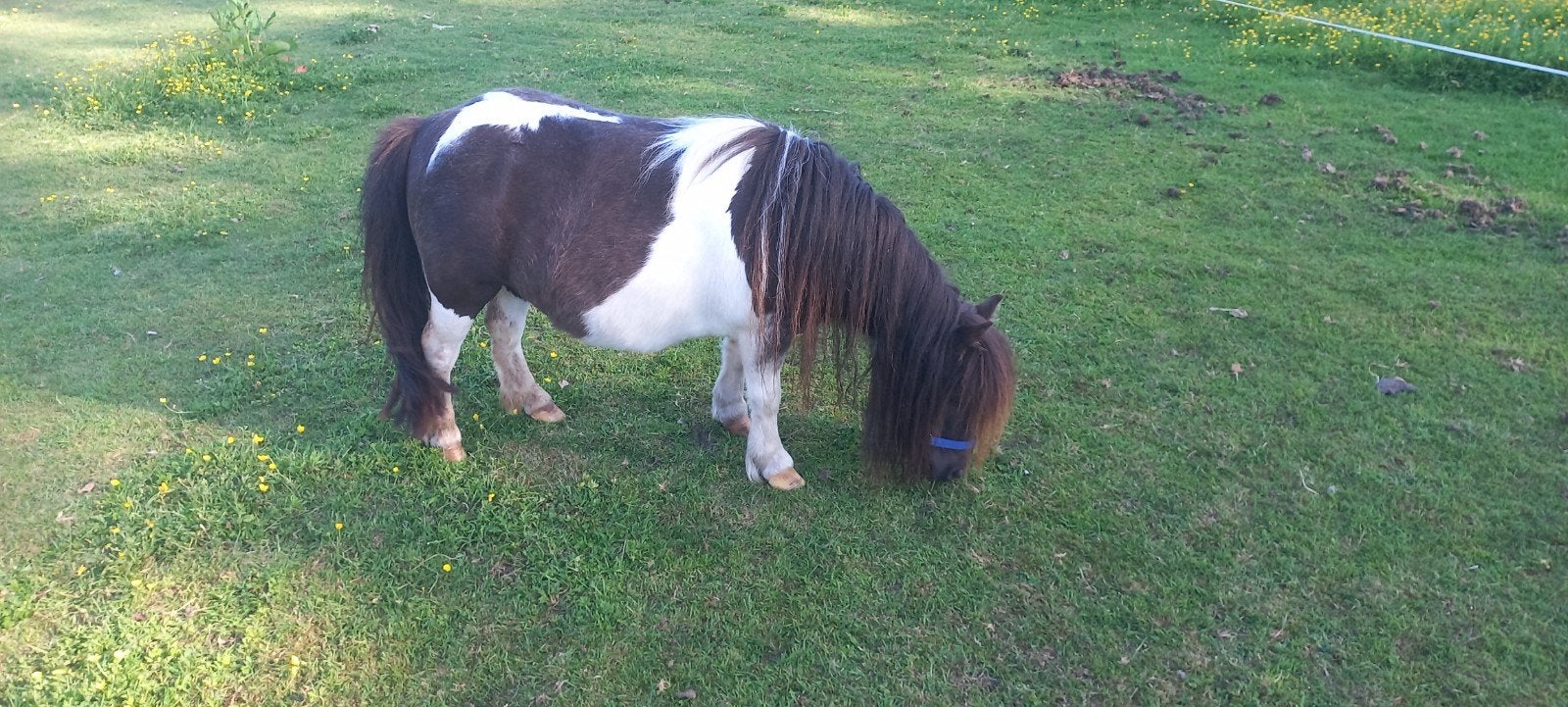 Zwartbonte Merrie en Meer., Merrie