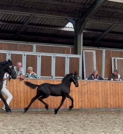 Super luxe merrie veulen v Rutger 546, Dieren en Toebehoren, Merrie, Dressuurpaard, 0 tot 2 jaar