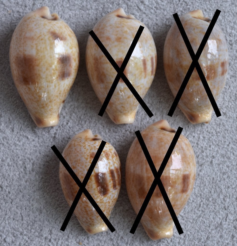 Schelpen: Cypraea pyriformis carnicolor 20,7-23,8mm (Gem), Ophalen of Verzenden, Schelp(en)