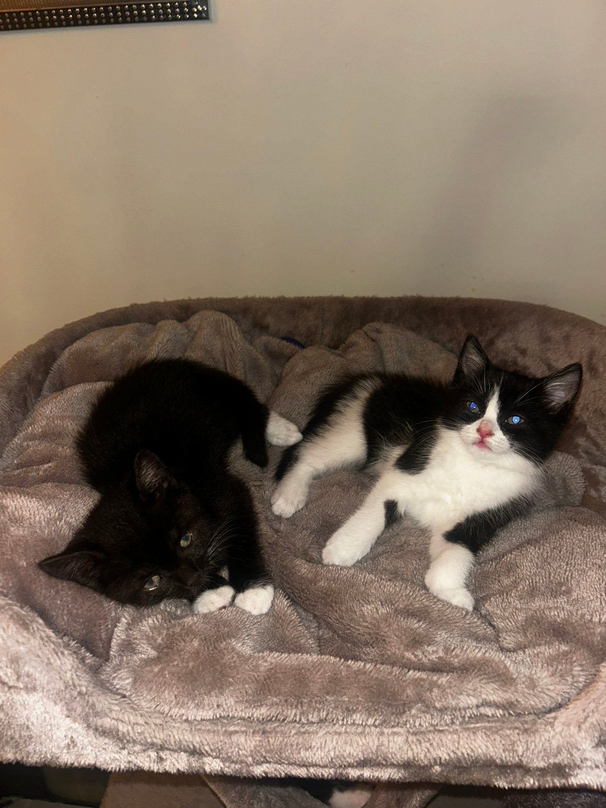 2 Schattige Kittens Zoeken Een Liefdevol Thuis, Dieren en Toebehoren, Meerdere dieren
