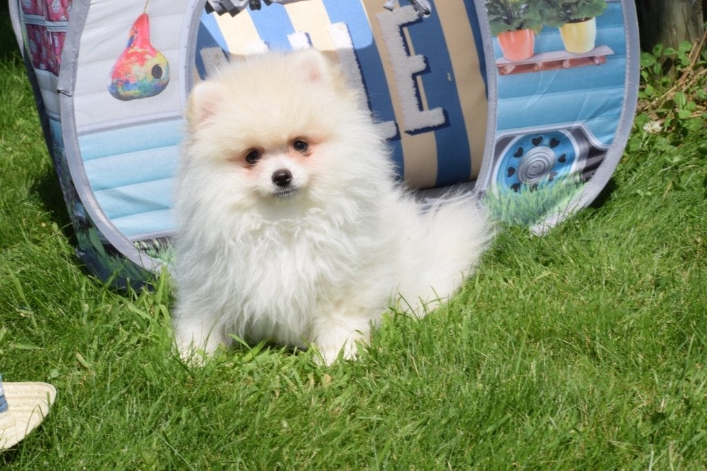 Keeshond dwergkees Spitz Pomeriaan pups, België, Keeshond, 8 tot 15 weken, Meerdere