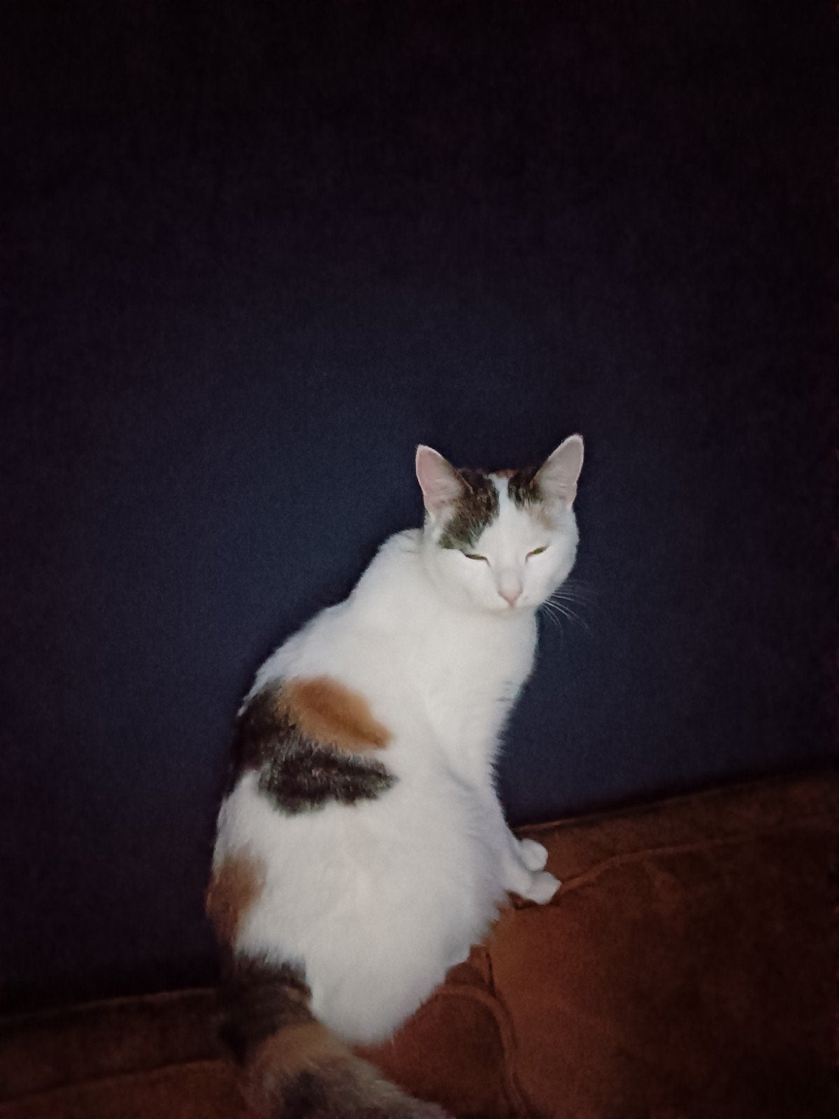 poes Roxy zoekt een nieuw gouden mandje, Poes, Kortharig, 3 tot 5 jaar