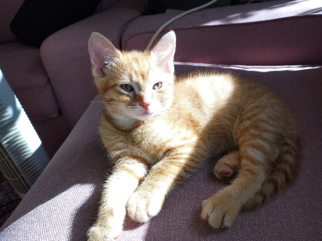 3 kittens, twee meisjes en een jongetje, Meerdere dieren, Kortharig, 0 tot 2 jaar