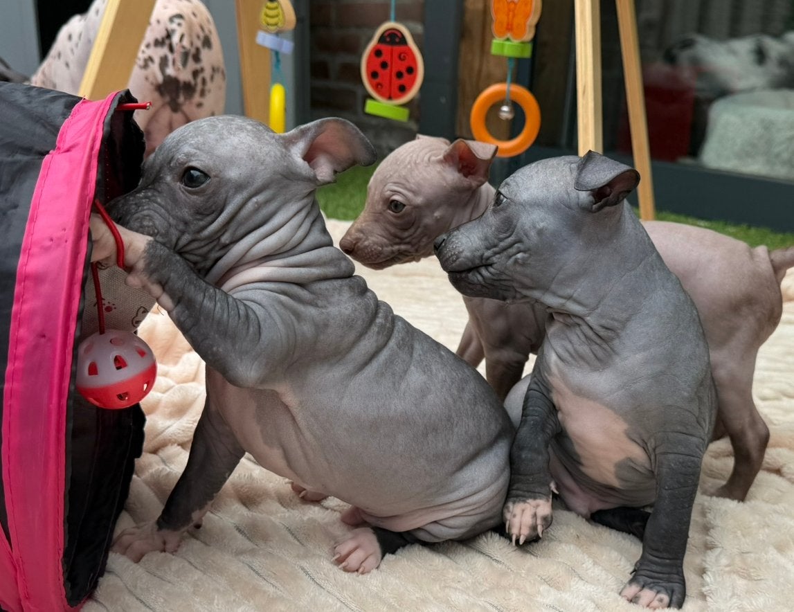 American Hairless Terrier / amerikaanse naakthond, Dieren en Toebehoren, Honden | Chihuahua's en Gezelschapshonden, Parvo, Nederland