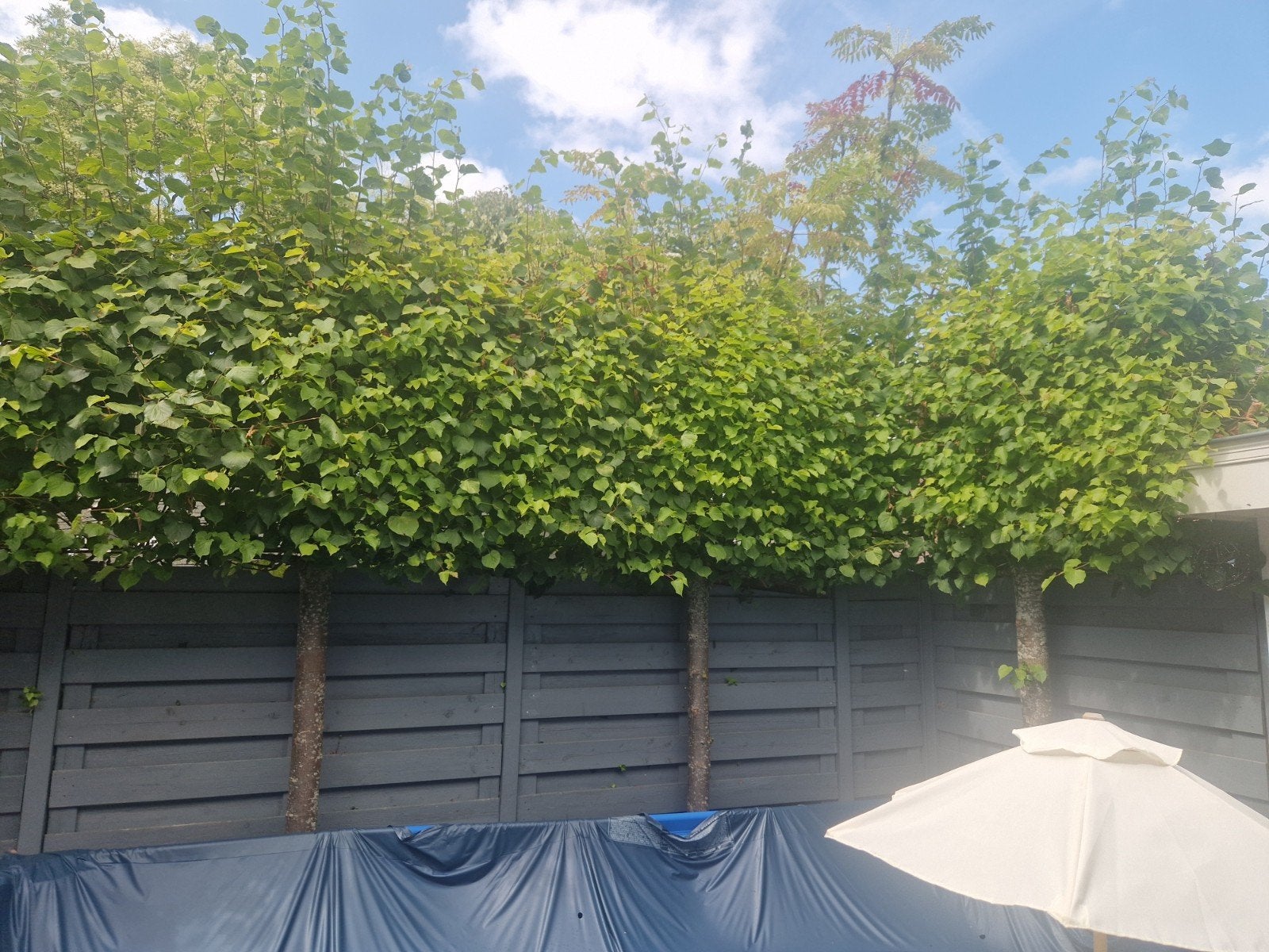 5 Leilindes, ca. 10 jaar oud, goede stam, Tuin en Terras, Planten | Bomen, Ophalen, Leiboom, 250 tot 400 cm