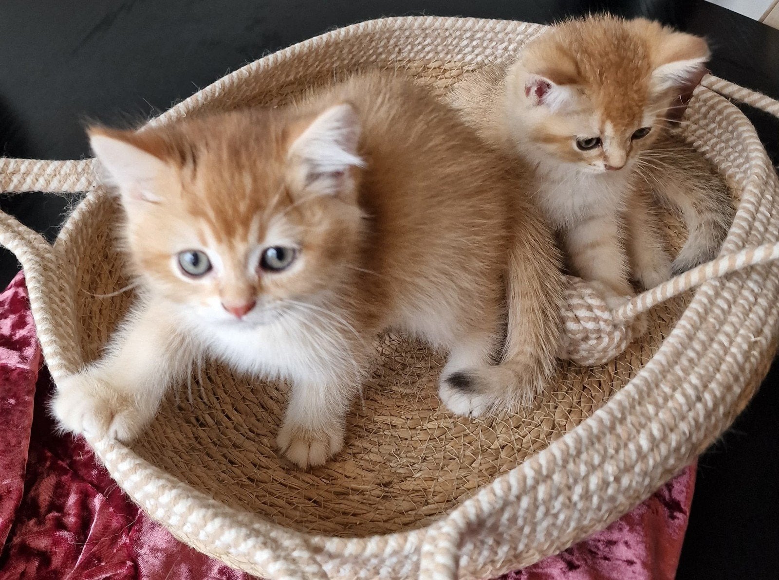 Britse Korthaar kittens | Black Golden Shaded, Dieren en Toebehoren, Katten en Kittens | Raskatten | Korthaar, Meerdere dieren
