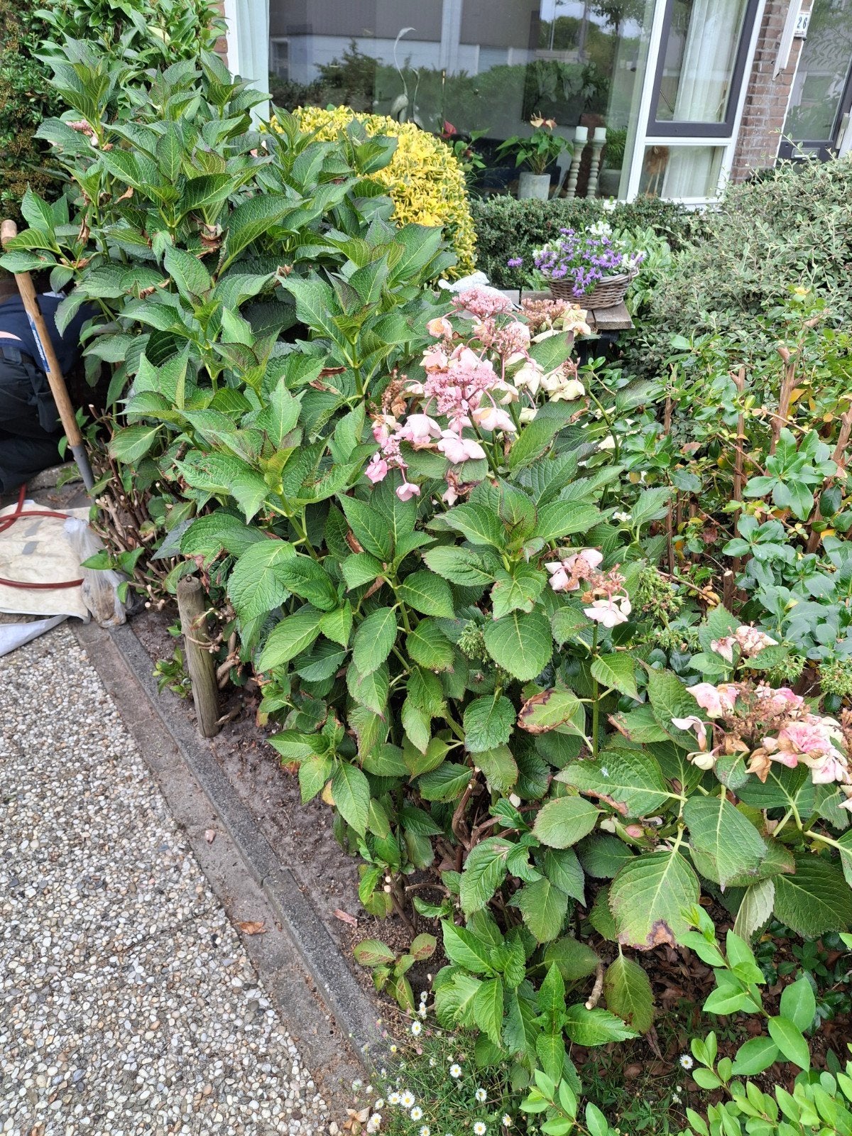 Gratis 8 roze hortensia's, Ophalen, Hortensia, Struik, Minder dan 100 cm