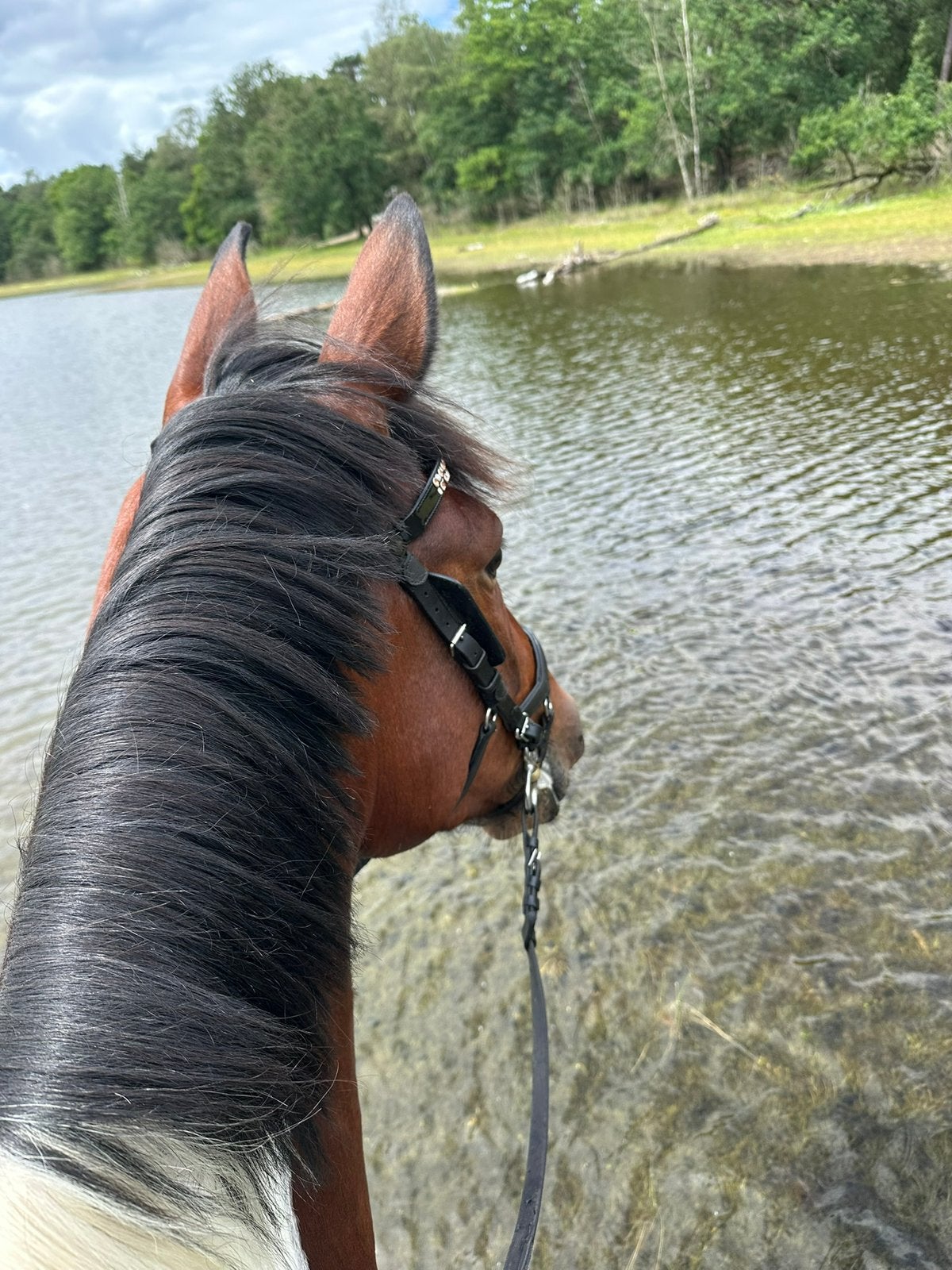 24/7 weidegang / paddock met onbeperkt hooi aangeboden, Dieren en Toebehoren, Stalling en Weidegang, Weidegang, 1 paard of pony