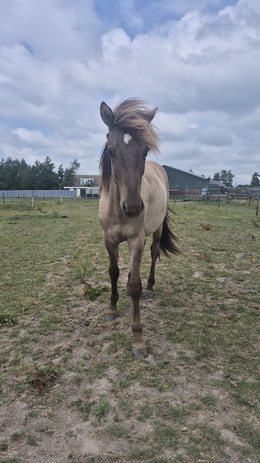 Diverse ponys te koop. Ijslander en kruisingen gangenpaard, Dieren en Toebehoren, Minder dan 160 cm, Met stamboom, 3 tot 6 jaar
