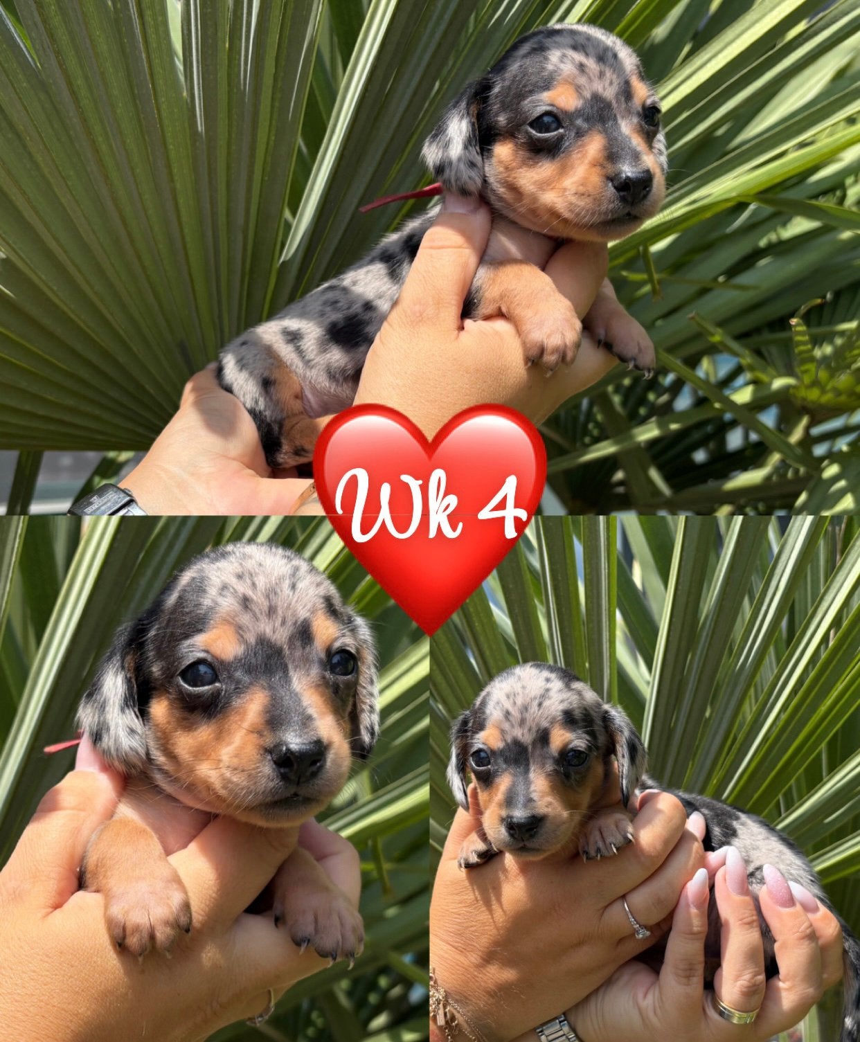 Zeer mooie dwergteckel/kaninchen pups kort en langharig, Dieren en Toebehoren, Honden | Teckels en Dashonden, België, Fokker | Hobbymatig